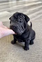 Cosmo, a male Chinese Shar-Pei for sale in Browns Mills, NJ – Photo 6 of 10