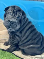 Cosmo, a male Chinese Shar-Pei for sale in Browns Mills, NJ – Photo 10 of 10