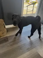 Comet, a male Chinese Shar-Pei for sale in Browns Mills, NJ – Photo 7 of 9