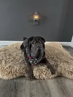 Comet, a male Chinese Shar-Pei for sale in Browns Mills, NJ – Photo 9 of 9