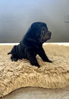 processed/f5b310cb-5f16-4b11-972c-5904fafc7057/listing/3c119d5d-7e3e-41c1-8faf-df54c09dbe6a/97a97064-1388-4e31-a43e-f84665530b9f