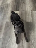 Comet, a male Chinese Shar-Pei for sale in Browns Mills, NJ – Photo 6 of 9