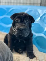 processed/f5b310cb-5f16-4b11-972c-5904fafc7057/listing/3c119d5d-7e3e-41c1-8faf-df54c09dbe6a/aade2242-ba3a-4387-a23a-c04c0124a30f