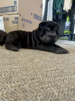 processed/f5b310cb-5f16-4b11-972c-5904fafc7057/listing/3c119d5d-7e3e-41c1-8faf-df54c09dbe6a/bd2e35dd-b0e9-4bd3-8331-40c18032cef2