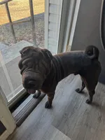 Comet, a male Chinese Shar-Pei for sale in Browns Mills, NJ – Photo 8 of 9