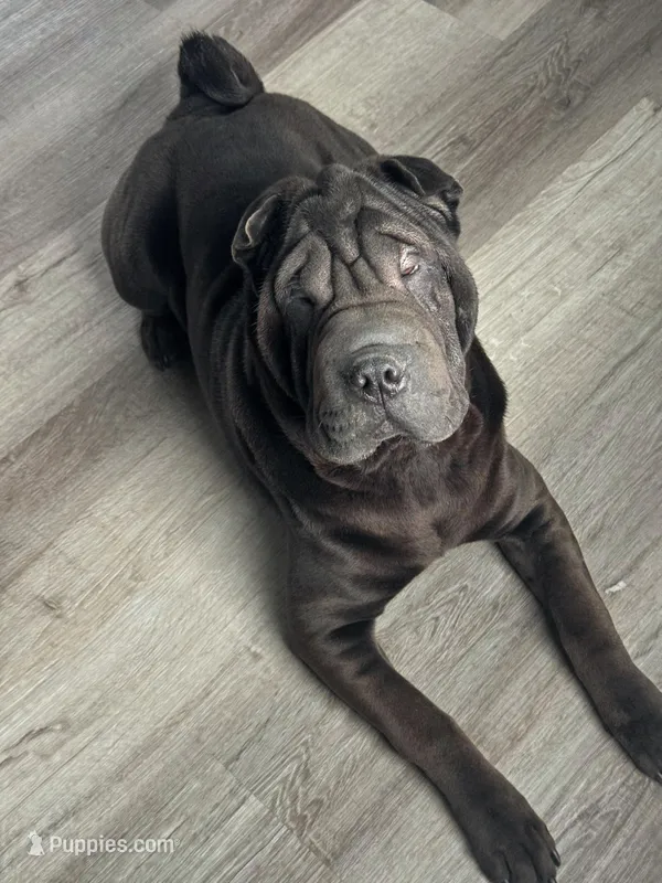 Comet – Chinese Shar-Pei puppy for sale in Browns Mills, NJ