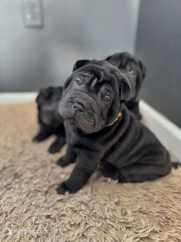 Prancer – Chinese Shar-Pei puppy for sale in Browns Mills, NJ