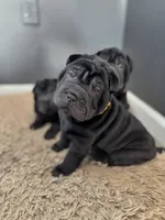Prancer, a female Chinese Shar-Pei for sale in Browns Mills, NJ – Photo 1 of 10