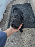 Prancer, a female Chinese Shar-Pei for sale in Browns Mills, NJ – Photo 10 of 10