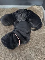 Prancer, a female Chinese Shar-Pei for sale in Browns Mills, NJ – Photo 6 of 10