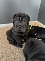 Prancer, a female Chinese Shar-Pei for sale in Browns Mills, NJ – Photo 9 of 10