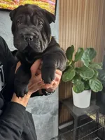 Prancer, a female Chinese Shar-Pei for sale in Browns Mills, NJ – Photo 4 of 10