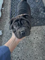 Prancer, a female Chinese Shar-Pei for sale in Browns Mills, NJ – Photo 2 of 10