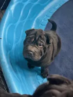 Prancer, a female Chinese Shar-Pei for sale in Browns Mills, NJ – Photo 7 of 10
