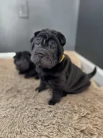 Prancer, a female Chinese Shar-Pei for sale in Browns Mills, NJ – Photo 8 of 10