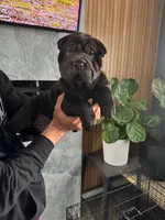 Prancer, a female Chinese Shar-Pei for sale in Browns Mills, NJ – Photo 3 of 10