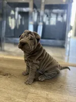 Luna, a female Chinese Shar-Pei for sale in Browns Mills, NJ – Photo 7 of 10