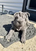 Luna, a female Chinese Shar-Pei for sale in Browns Mills, NJ – Photo 8 of 10