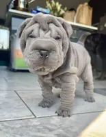 Luna, a female Chinese Shar-Pei for sale in Browns Mills, NJ – Photo 2 of 10
