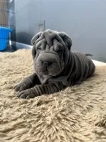 Luna, a female Chinese Shar-Pei for sale in Browns Mills, NJ – Photo 4 of 10