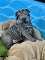 Luna, a female Chinese Shar-Pei for sale in Browns Mills, NJ – Photo 5 of 10