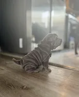 Luna, a female Chinese Shar-Pei for sale in Browns Mills, NJ – Photo 3 of 10
