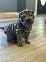 Luna, a female Chinese Shar-Pei for sale in Browns Mills, NJ – Photo 6 of 10
