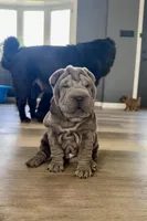 Luna, a female Chinese Shar-Pei for sale in Browns Mills, NJ – Photo 1 of 10