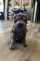 Luna, a female Chinese Shar-Pei for sale in Browns Mills, NJ – Photo 9 of 10