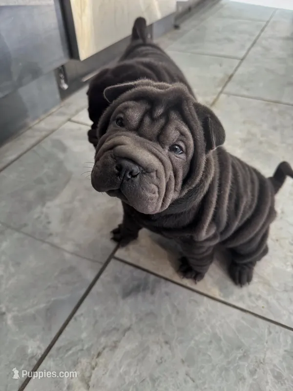 Vixen – Chinese Shar-Pei puppy for sale in Browns Mills, NJ