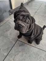 Vixen, a female Chinese Shar-Pei for sale in Browns Mills, NJ – Photo 1 of 10