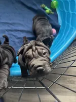 Vixen, a female Chinese Shar-Pei for sale in Browns Mills, NJ – Photo 9 of 10