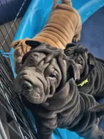 Vixen, a female Chinese Shar-Pei for sale in Browns Mills, NJ – Photo 2 of 10