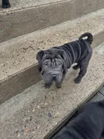 Vixen, a female Chinese Shar-Pei for sale in Browns Mills, NJ – Photo 10 of 10