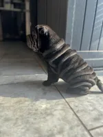 Vixen, a female Chinese Shar-Pei for sale in Browns Mills, NJ – Photo 8 of 10