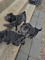 Vixen, a female Chinese Shar-Pei for sale in Browns Mills, NJ – Photo 5 of 10