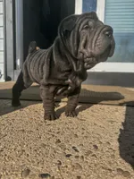 Vixen, a female Chinese Shar-Pei for sale in Browns Mills, NJ – Photo 4 of 10