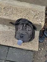 Vixen, a female Chinese Shar-Pei for sale in Browns Mills, NJ – Photo 7 of 10