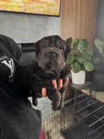 Vixen, a female Chinese Shar-Pei for sale in Browns Mills, NJ – Photo 3 of 10