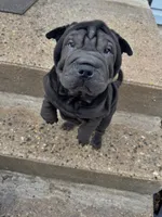 Vixen, a female Chinese Shar-Pei for sale in Browns Mills, NJ – Photo 6 of 10