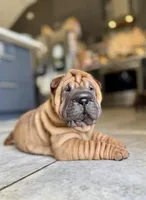 Stella, a female Chinese Shar-Pei for sale in Browns Mills, NJ – Photo 7 of 10