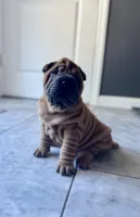 Stella, a female Chinese Shar-Pei for sale in Browns Mills, NJ – Photo 10 of 10