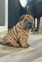 Stella, a female Chinese Shar-Pei for sale in Browns Mills, NJ – Photo 8 of 10