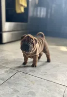 Stella, a female Chinese Shar-Pei for sale in Browns Mills, NJ – Photo 3 of 10