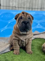 Stella, a female Chinese Shar-Pei for sale in Browns Mills, NJ – Photo 2 of 10