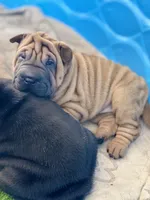 Stella, a female Chinese Shar-Pei for sale in Browns Mills, NJ – Photo 5 of 10