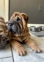 Stella, a female Chinese Shar-Pei for sale in Browns Mills, NJ – Photo 1 of 10