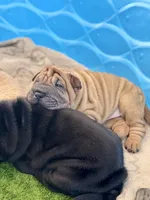 Stella, a female Chinese Shar-Pei for sale in Browns Mills, NJ – Photo 4 of 10