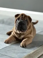 Stella, a female Chinese Shar-Pei for sale in Browns Mills, NJ – Photo 9 of 10