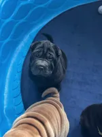 Cupid, a female Chinese Shar-Pei for sale in Browns Mills, NJ – Photo 8 of 10